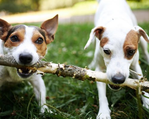 Two jack russells fight over stick on the grass in the park